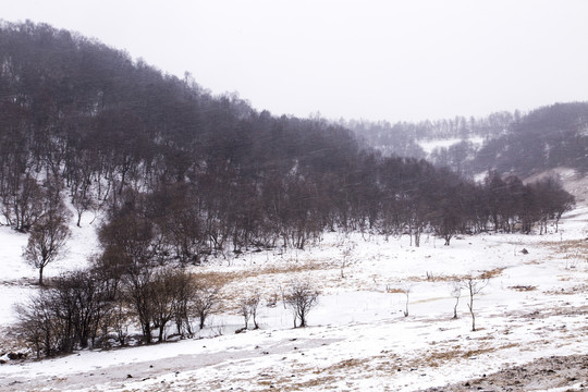 红树林雪景