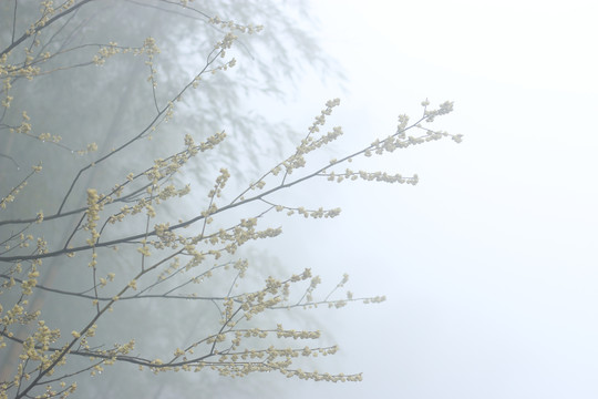 雾中的小花