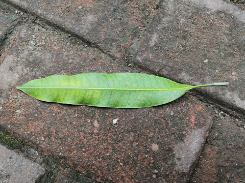 一张树叶芒果叶