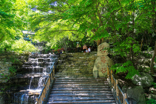 晋中介休绵山风景区古藤谷