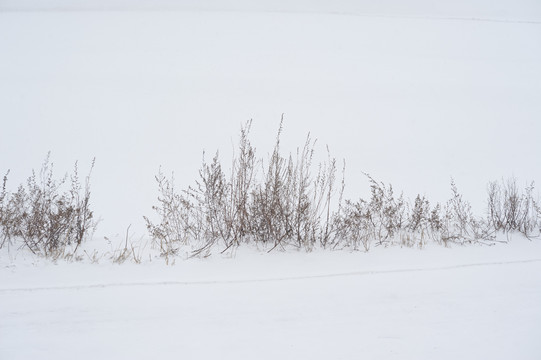 雪地