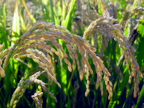 成熟低垂的水稻