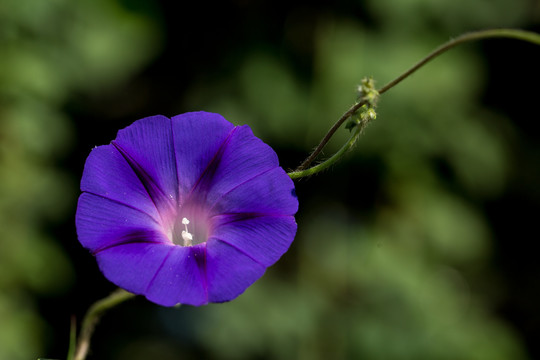 牵牛花