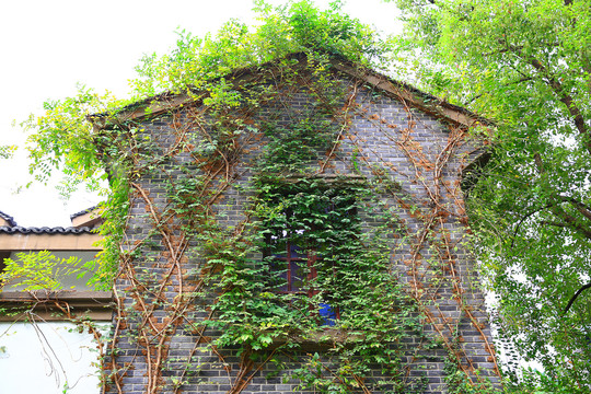 爬满植物的老房子