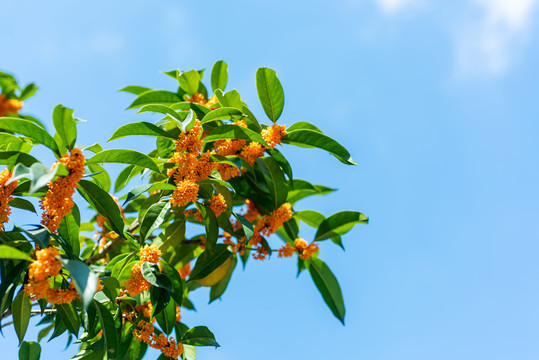 桂花金桂