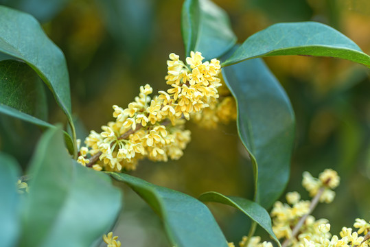 桂花银桂