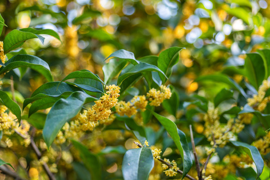 桂花金桂