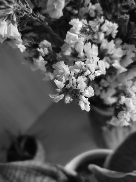 干花植物