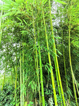 竹林