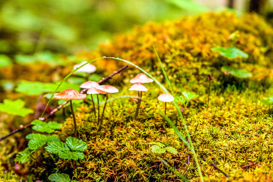 苔藓上的蘑菇