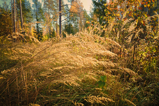 秋天森林中的茅草
