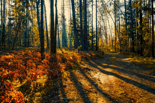 秋日清晨的森林