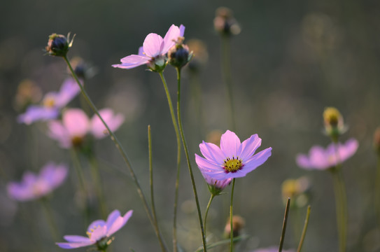 格桑花