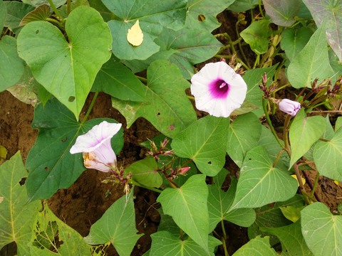 红薯叶花地瓜花