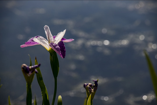 玉蝉花