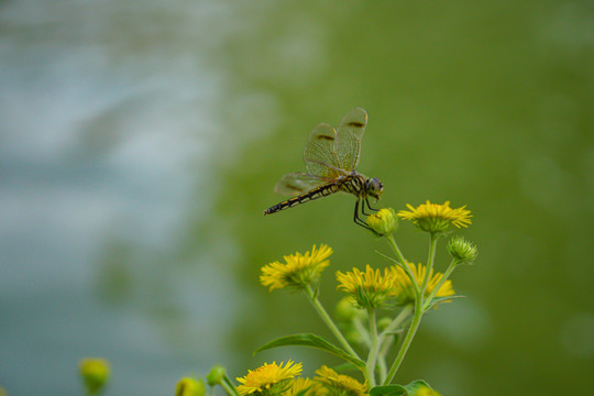 蜻蜓黄花湖水休息