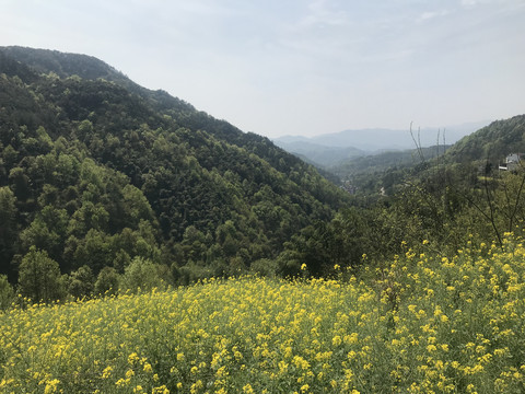 梯田花海油菜花