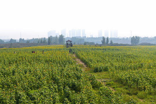 向日葵种植基地