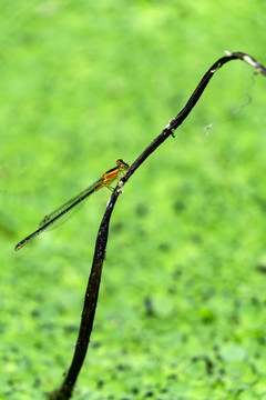 荷塘浮萍蜻蜓