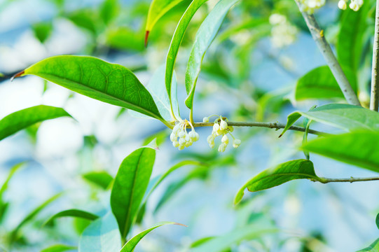 桂花