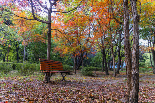 中国长春南湖公园秋季景观