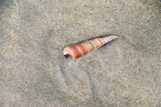 沙滩海螺贝壳