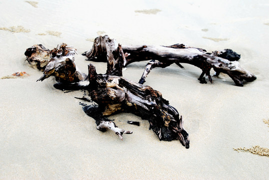 沙滩枯木