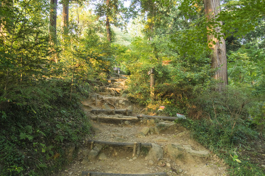 林中山路