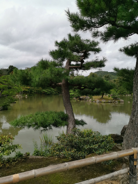 松树