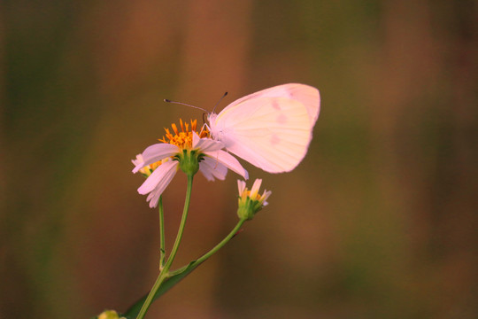 中山市横栏镇拍摄的白蝴蝶照片