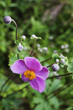 打破碗花花