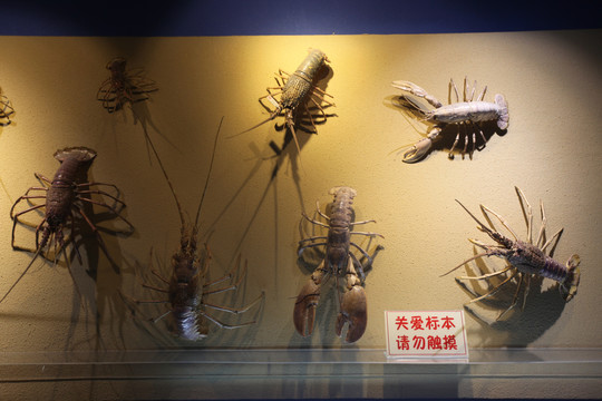 龙虾螃蟹标本