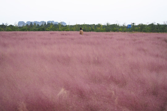 粉黛子乱草花海