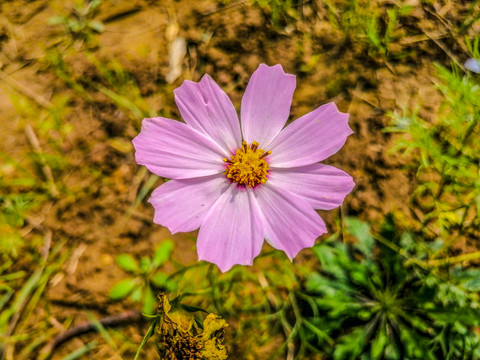 粉菊花特写