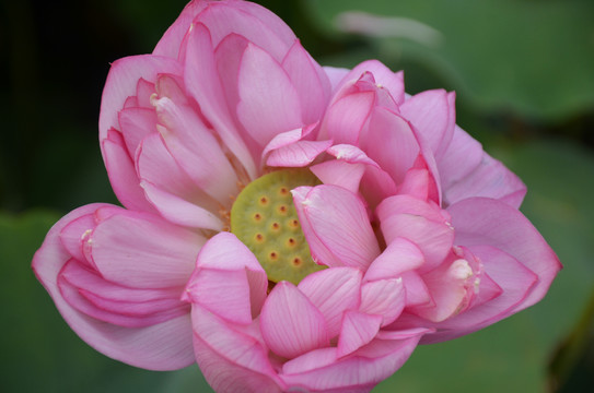 红莲花
