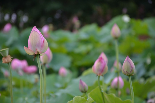 花蕾