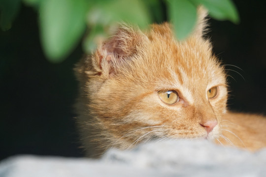 猫咪