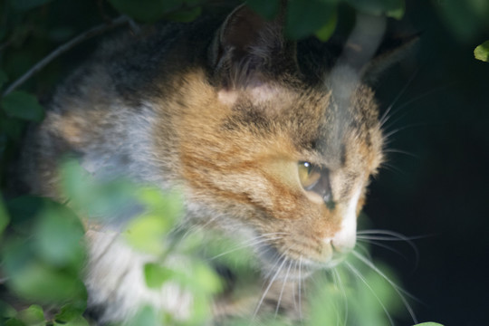 猫咪