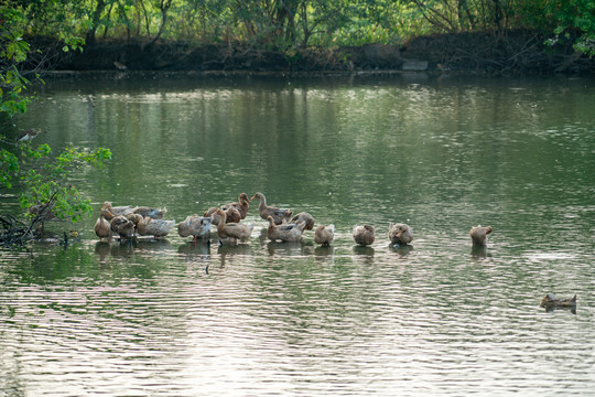 农村散养水塘鸭