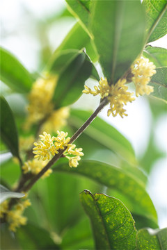 桂花飘香