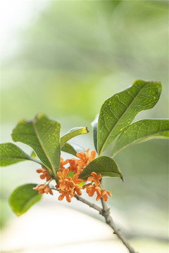 金桂飘香