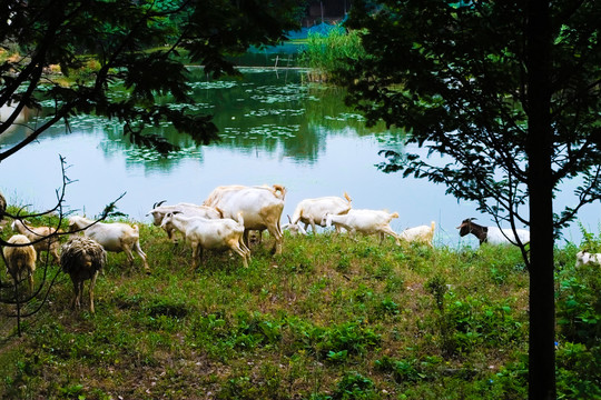 河岸边喂养的羊群
