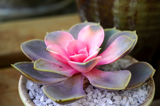 一盆多肉植物紫珍珠