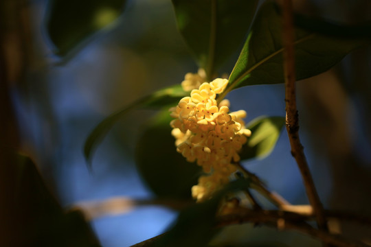 桂花