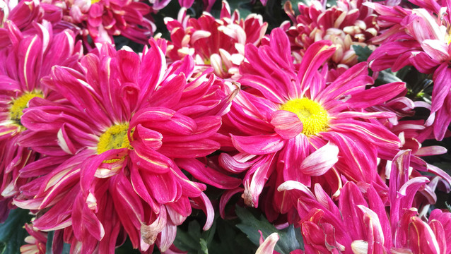 菊花