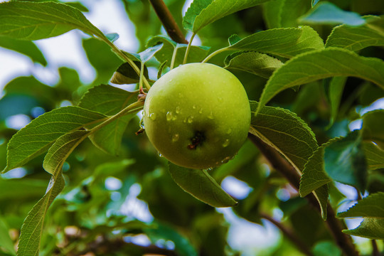 枝叶挂一个带水珠黄元帅青苹果
