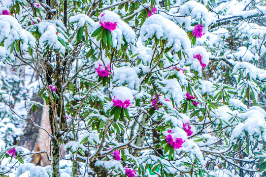 雪中的杜鹃花