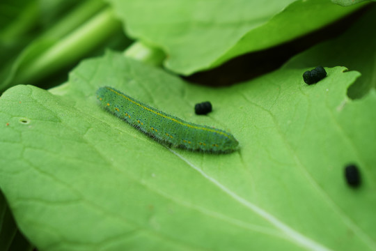 菜青虫