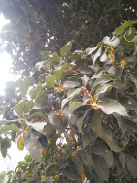 桂花