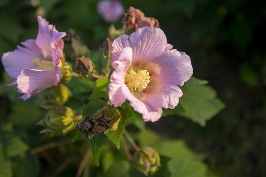 木芙蓉